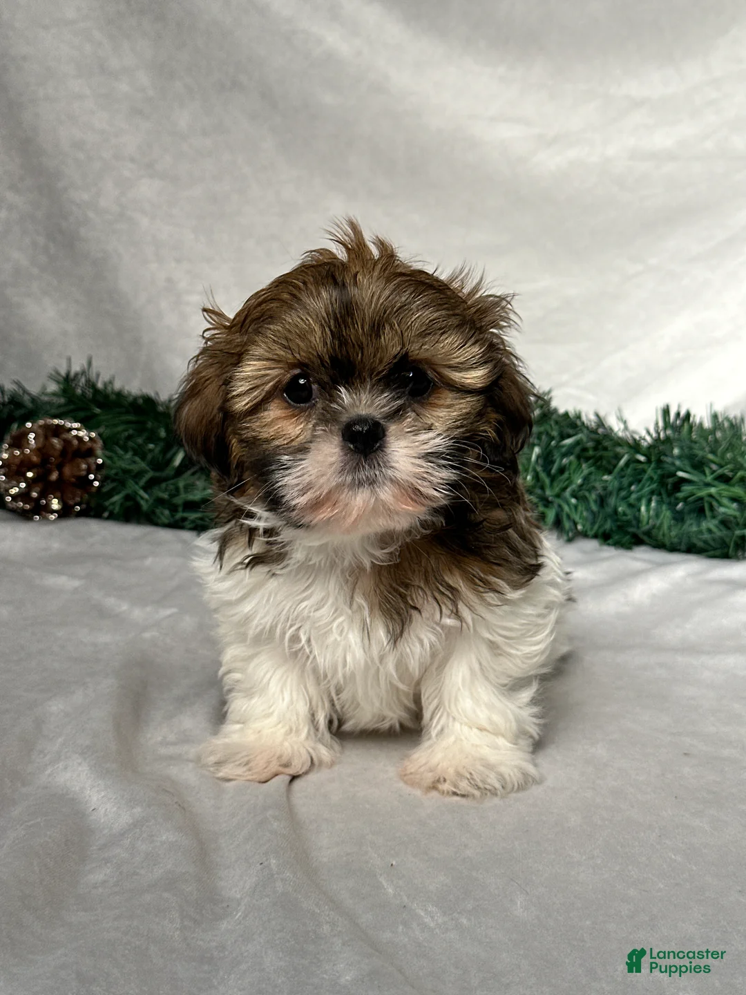 Shih Tzu dogs for sale: Oliver - Ad 1