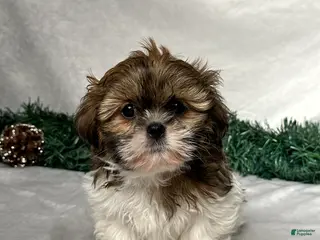 Shih Tzu dogs Oliver - Ad 42