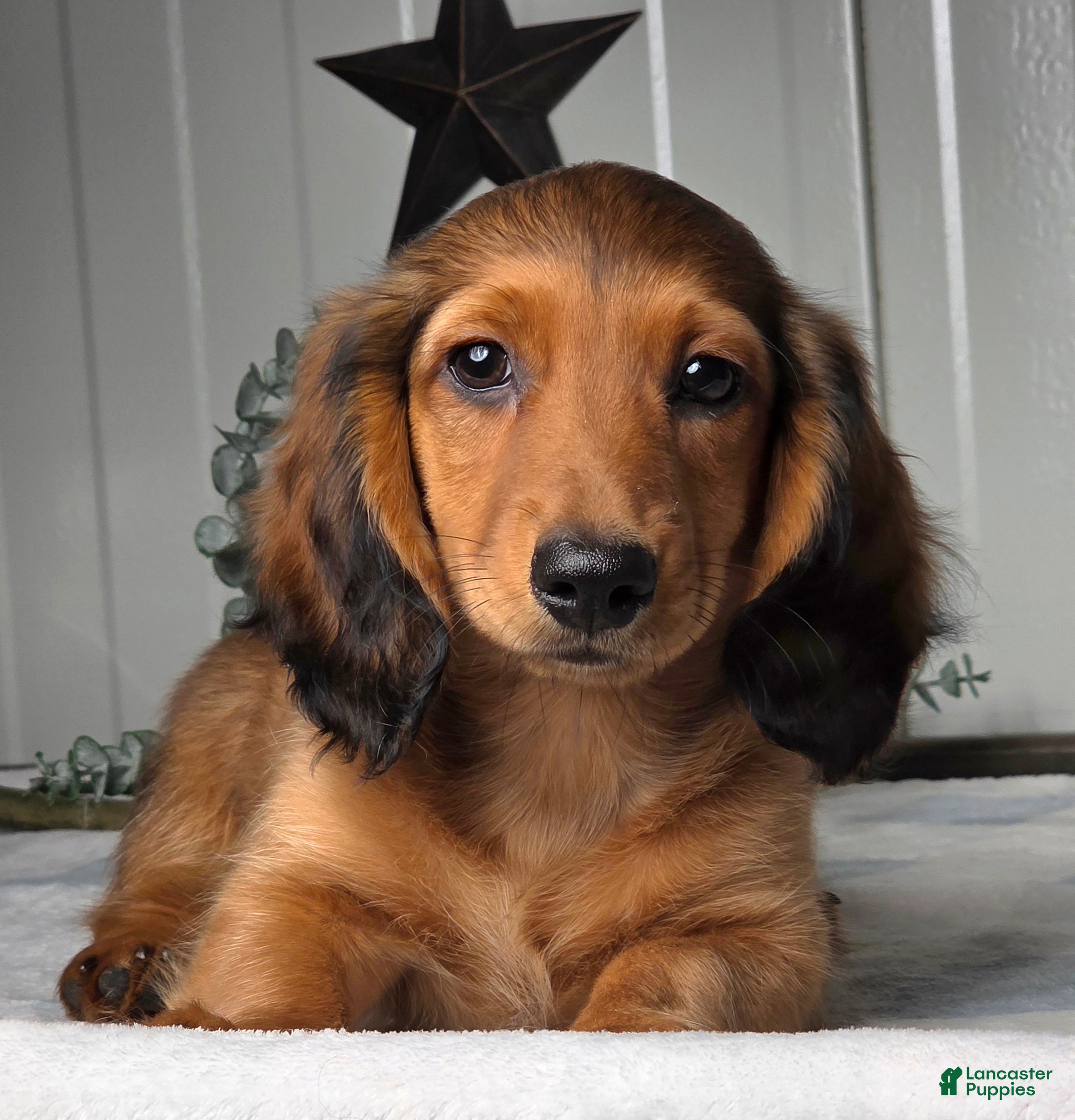 Miniature Dachshund dogs Asher - Ad 1
