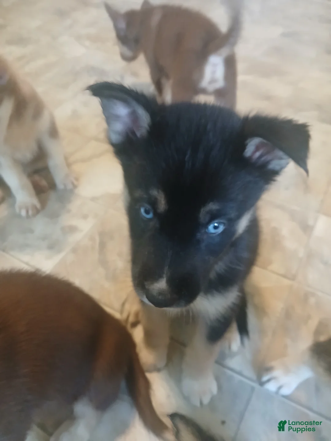 Gerberian Shepsky dogs for sale: Gerberian Shepsky 3 - Ad 1