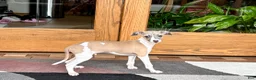 Italian Greyhound dogs for sale: Italian Greyhound 1 fawn boy  - Ad 7