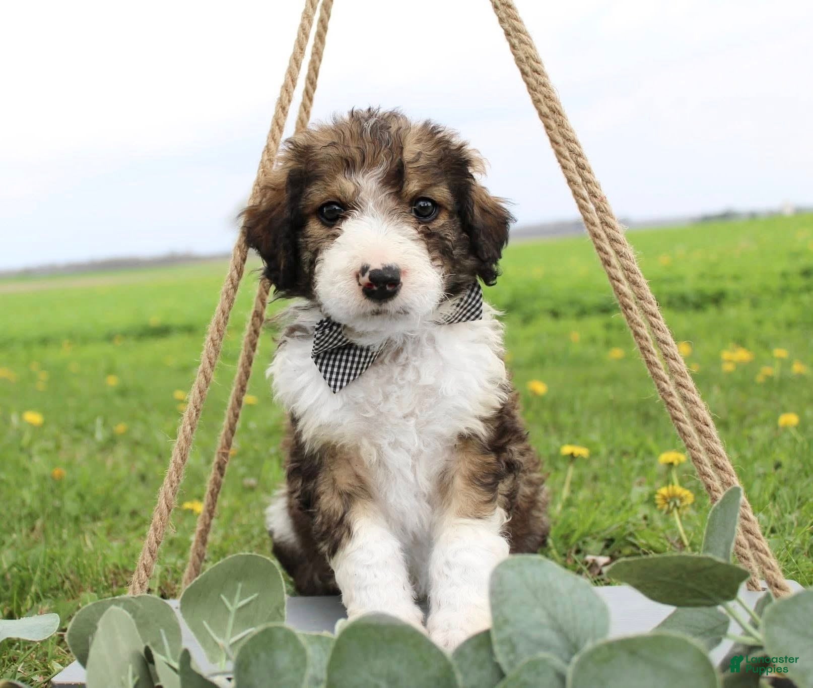 Bordoodle dogs Draco - Ad 3