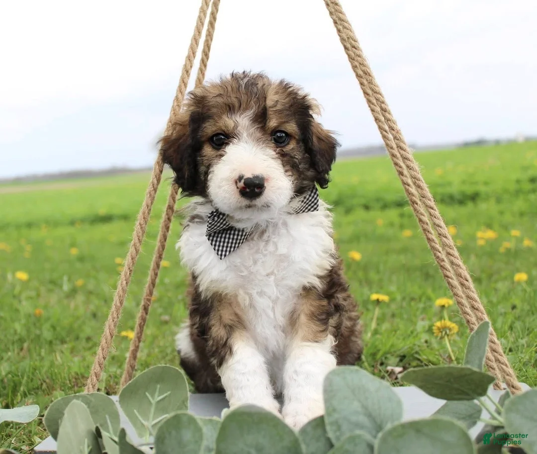 Bordoodle dogs for sale: Draco - Ad 1