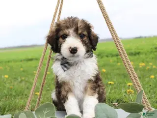 Bordoodle dogs Draco - Ad 2