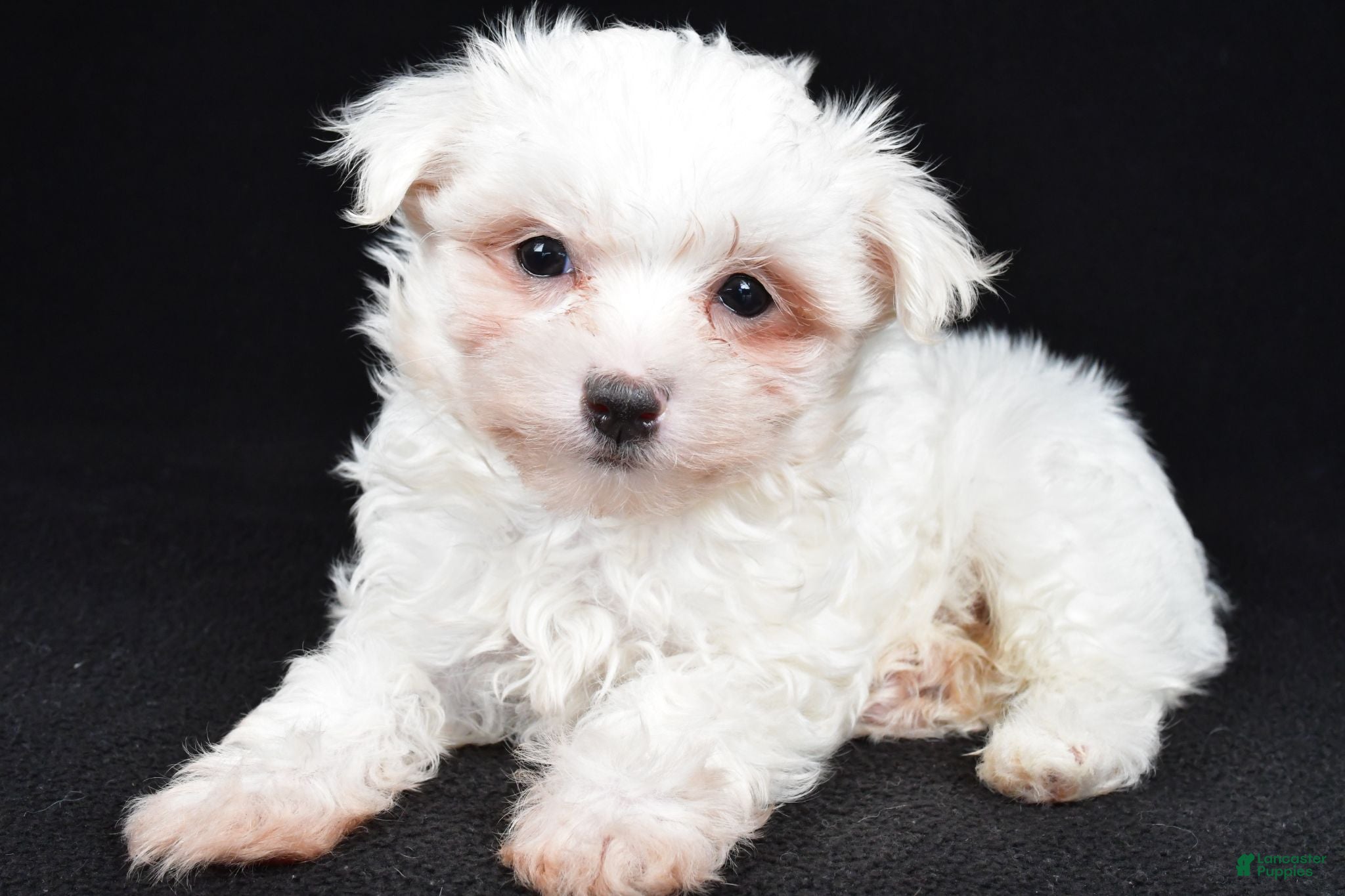 Maltese dogs Bo - Ad 2