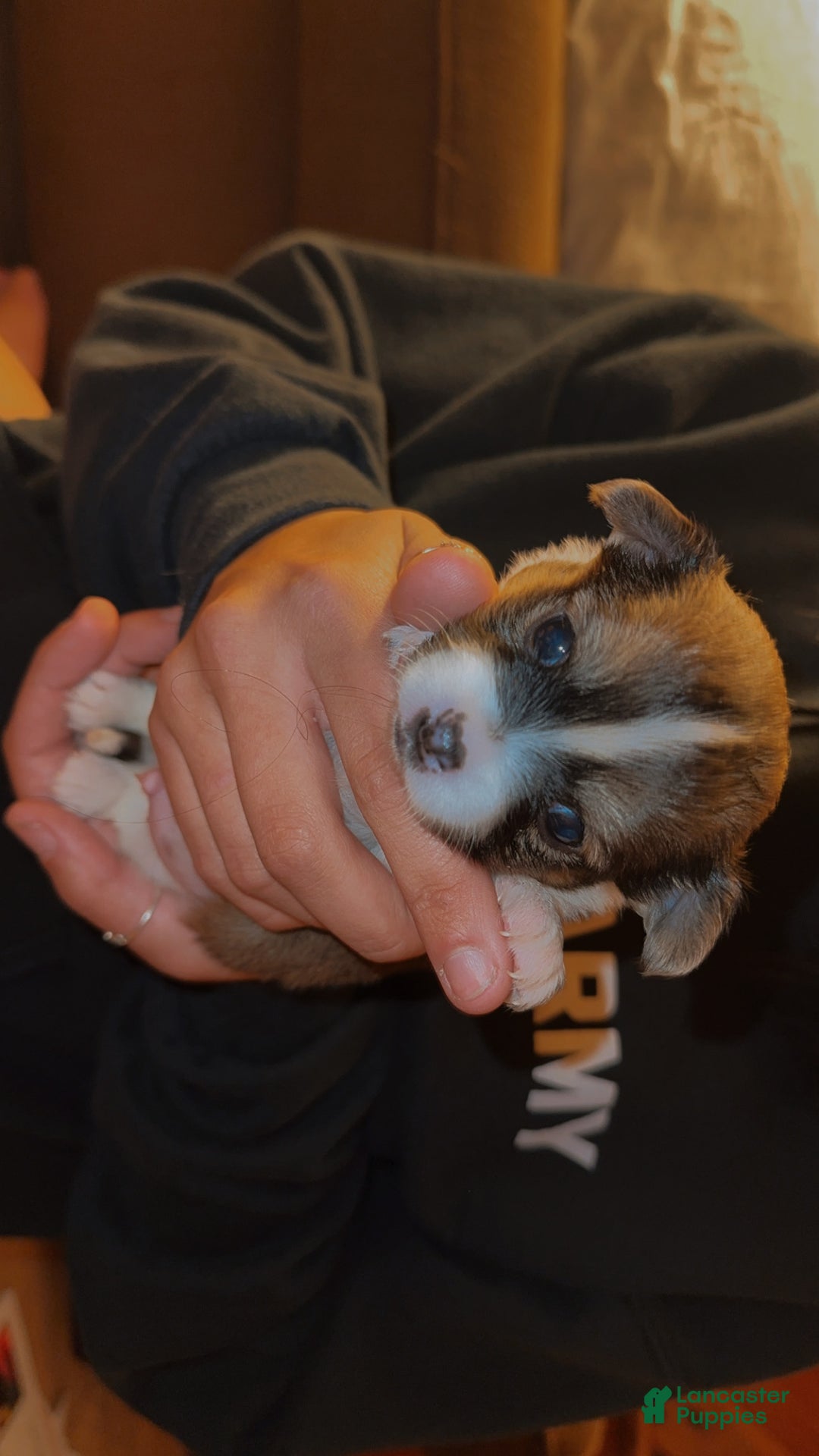 Chihuahua dogs for sale: Tuffy - Ad 1