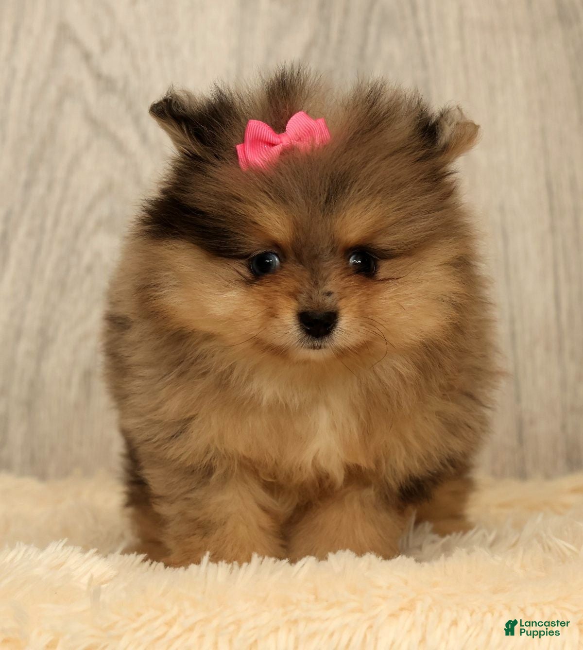 Pomeranian dogs for sale: Rose - Ad 2