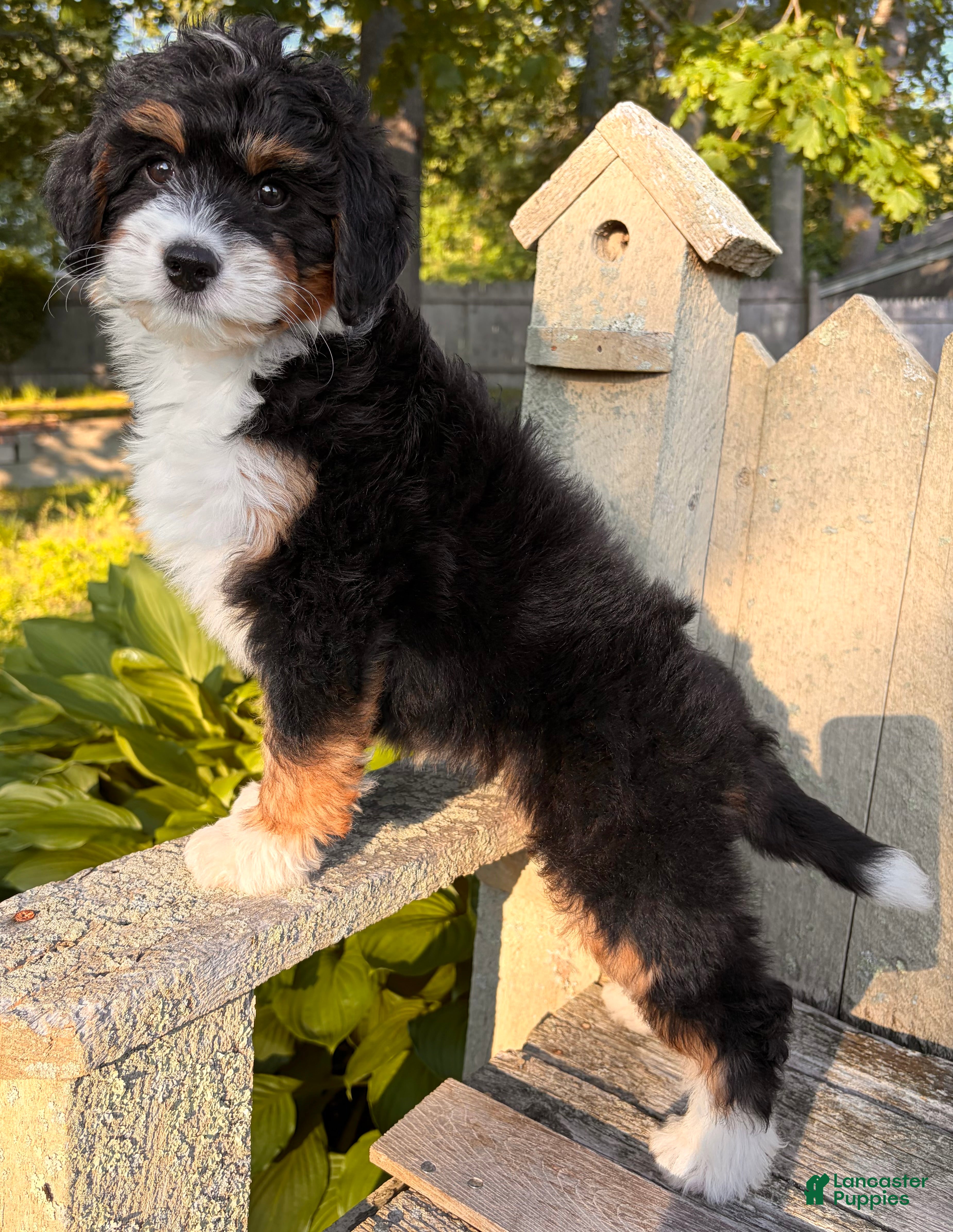 Mini Bernedoodle dogs for sale: ❤️IN BOSTON MASSACHUSETTS AREA❤️MINI BERNEDOODLE GIRL❤️ - Ad 5