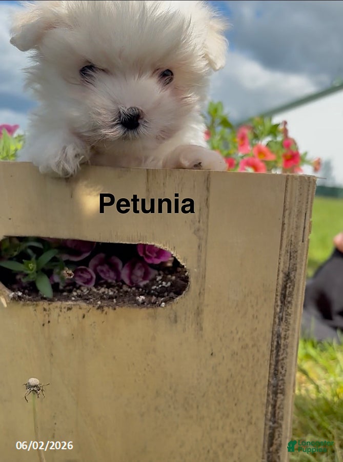 Maltese dogs Petunia - Ad 2