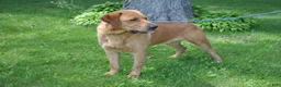 Labrador Retriever dogs for sale: Carmen - Ad 5