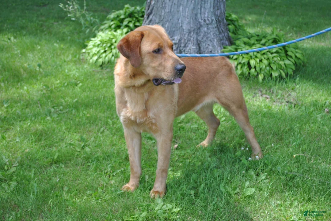 Labrador Retriever dogs for sale: Carmen - Ad 5