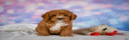 Cavapoo dogs for sale: Candy - Ad 11