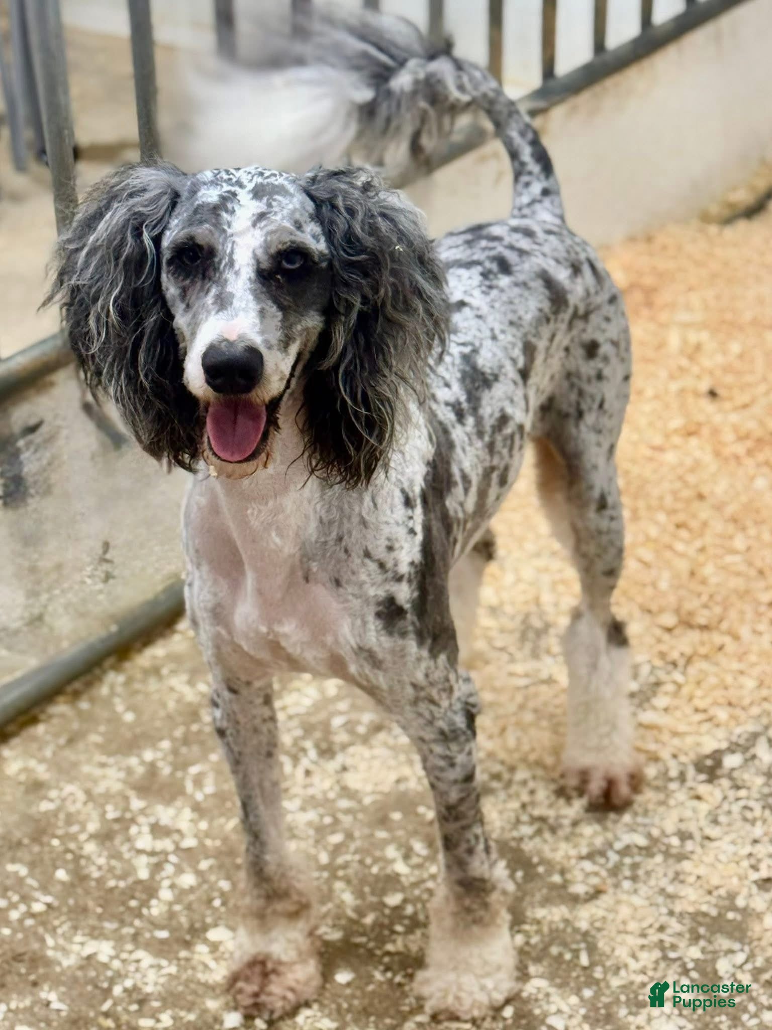 Mini Bernedoodle dogs Mini Merle Bernadoodle Stud - Ad 1