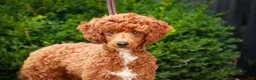 Miniature Poodle dogs for sale: Toast - Ad 6