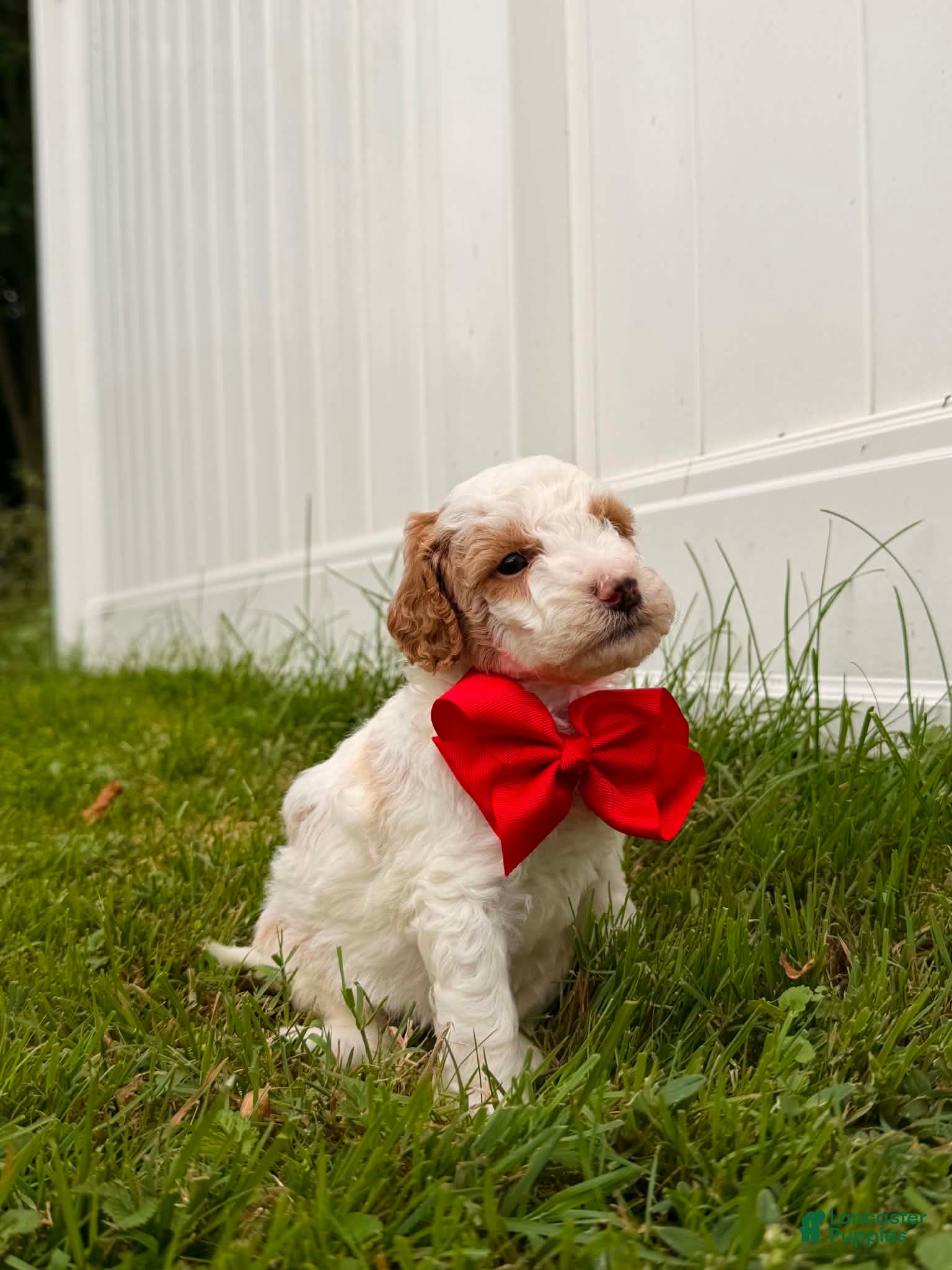 Mini Goldendoodle dogs Max - Ad 1