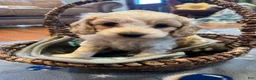 Cockapoo dogs for sale: Buff and white boy/black nose  - Ad 6