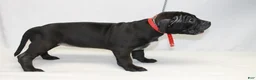 American Bully dogs for sale: American Bully red - Ad 3