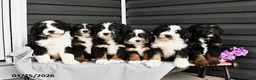 Mini Bernedoodle dogs for sale: Larry - Ad 3