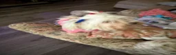 Mixed Breed dogs for sale: Princess  - Ad 4