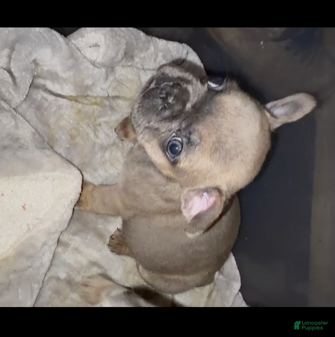 French Bulldog dogs for sale: French Bulldog Puppy 1 - Ad 1