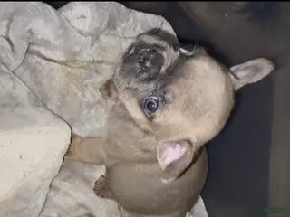 French Bulldog dogs for sale: French Bulldog Puppy 1 - Ad 1