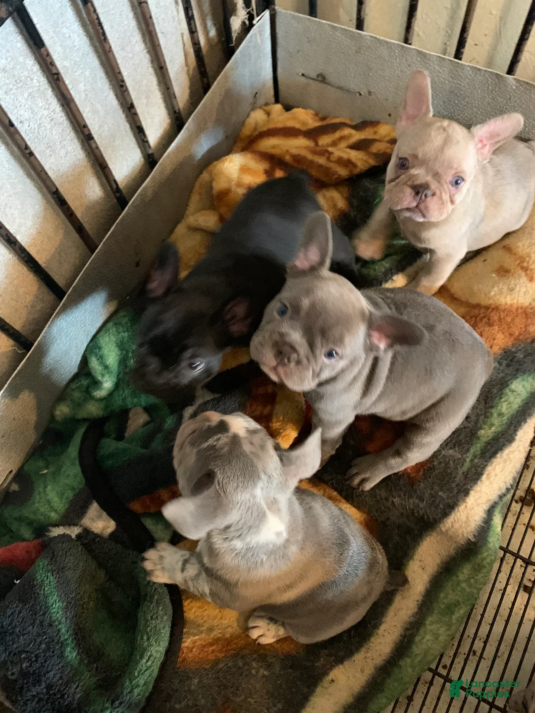 French Bulldog dogs for sale: French Bulldog 2 - Ad 2