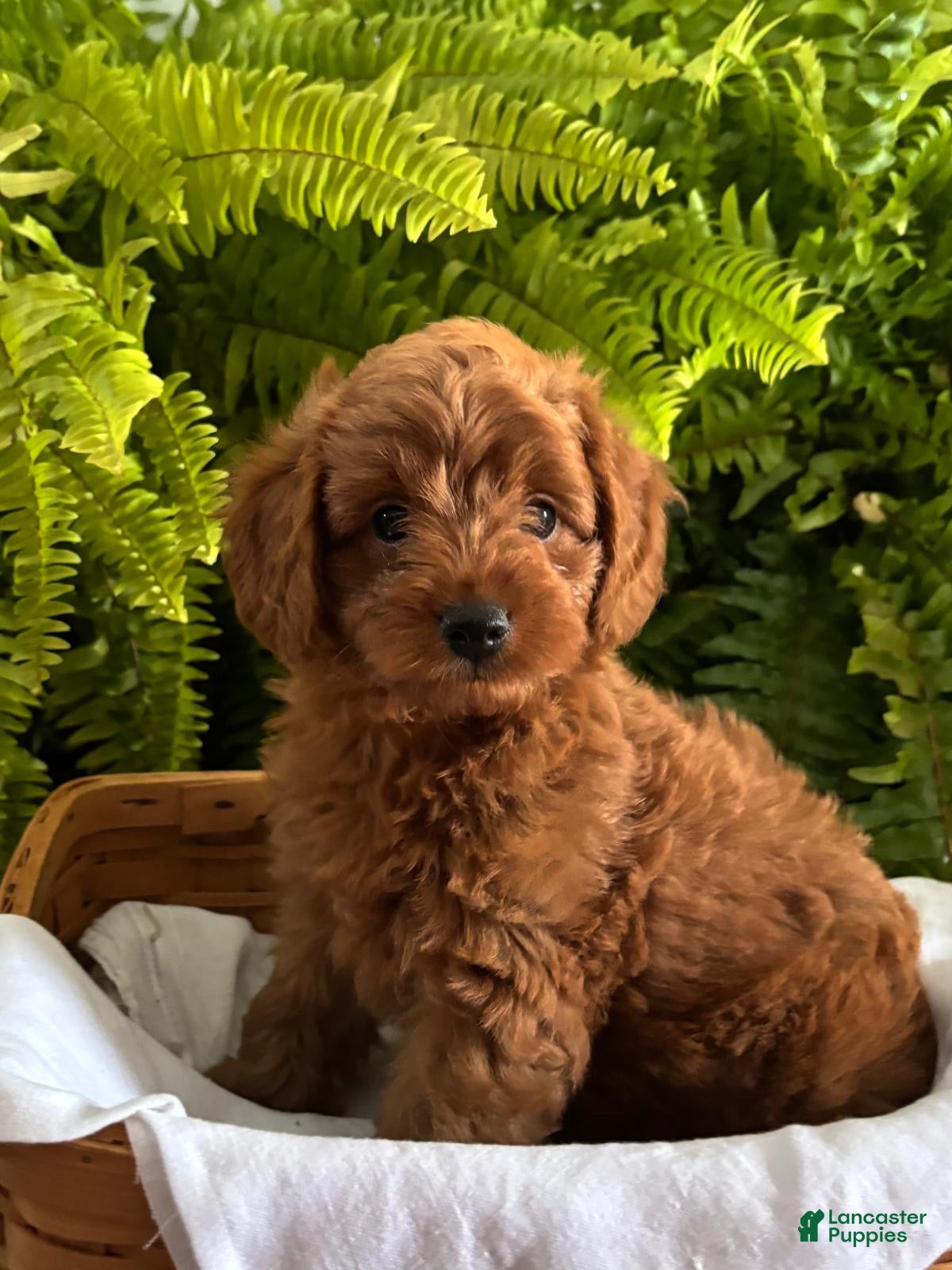 Cavapoo dogs Oliver - Ad 35