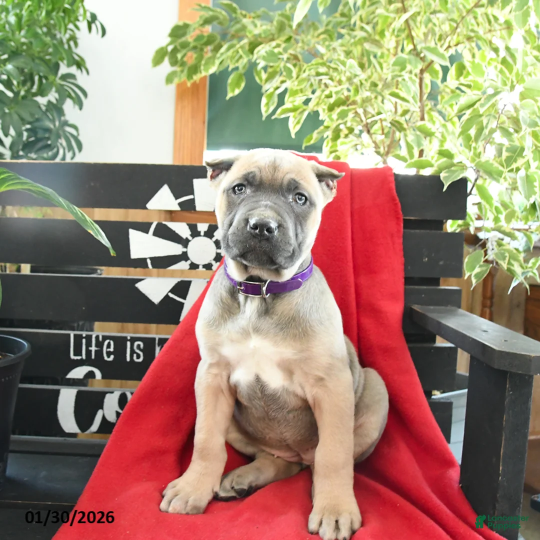 Cane Corso dogs for sale: Luna  - Ad 2