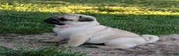 Pug dogs for sale: Clover - Ad 5