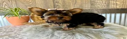 Yorkshire Terrier dogs for sale: Molly - Ad 7