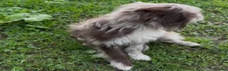 Mini Goldendoodle dogs for sale: Ariel - Ad 5