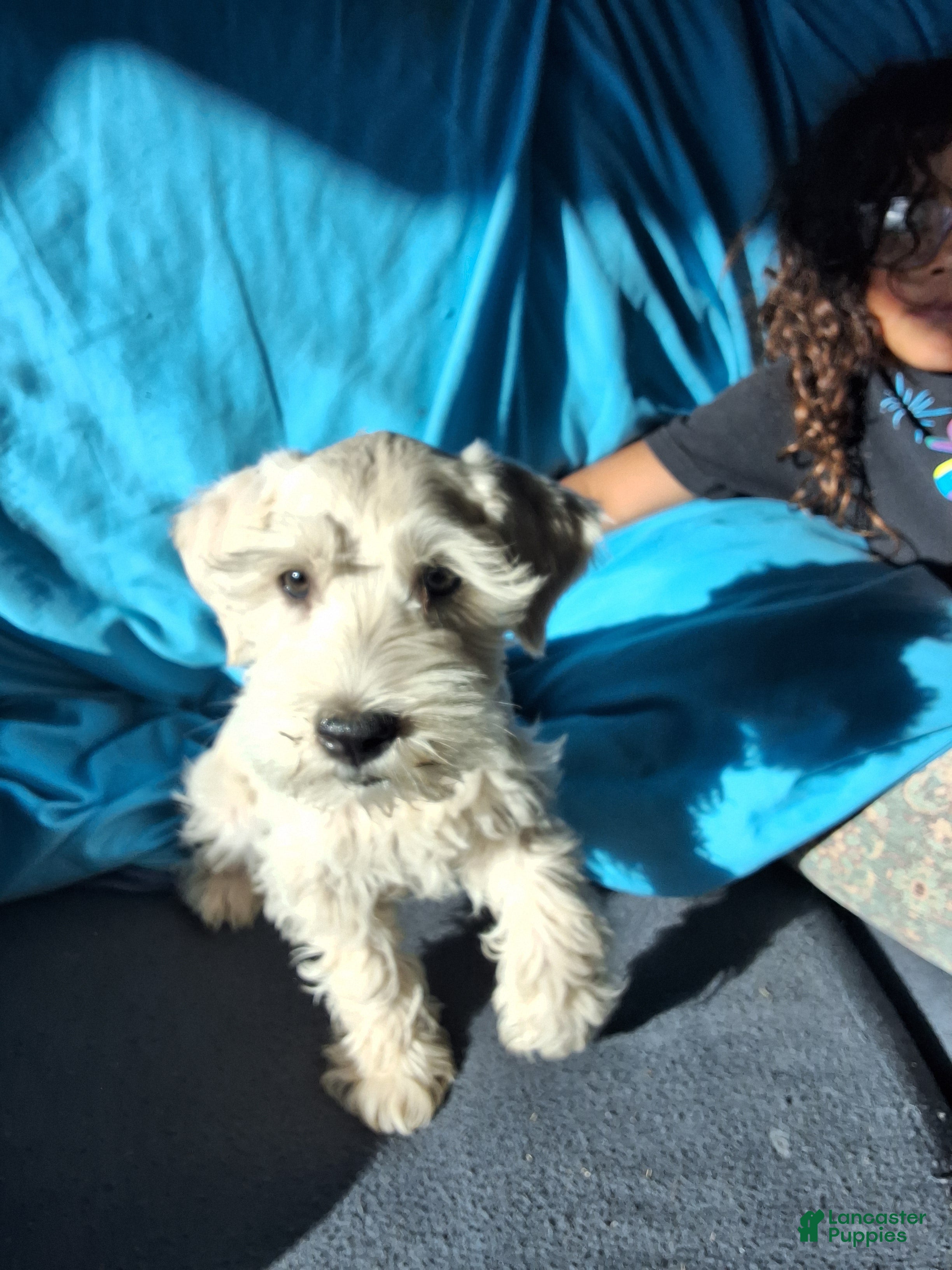 Miniature Schnauzer dogs Mayonnaise  - Ad 1