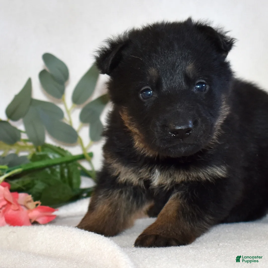 German Shepherd dogs for sale: Sage - Ad 5