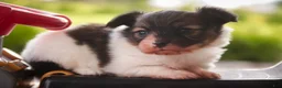 Papillon dogs for sale: Laddie Papillon  - Ad 6
