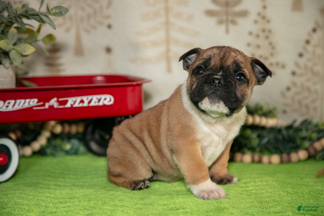 Mixed Breed dogs for sale: Fiona - Ad 2