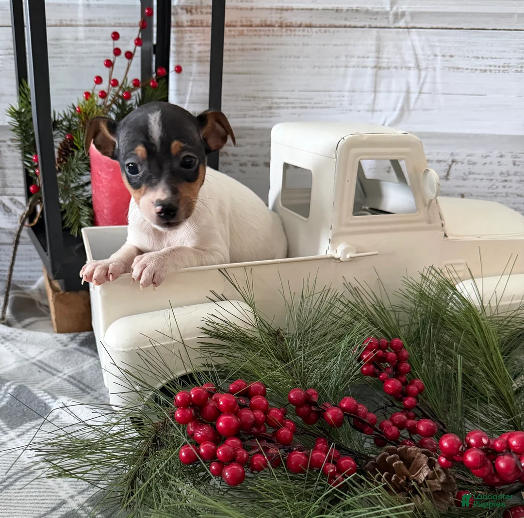 Toy Fox Terrier dogs for sale: Trooper - Ad 3