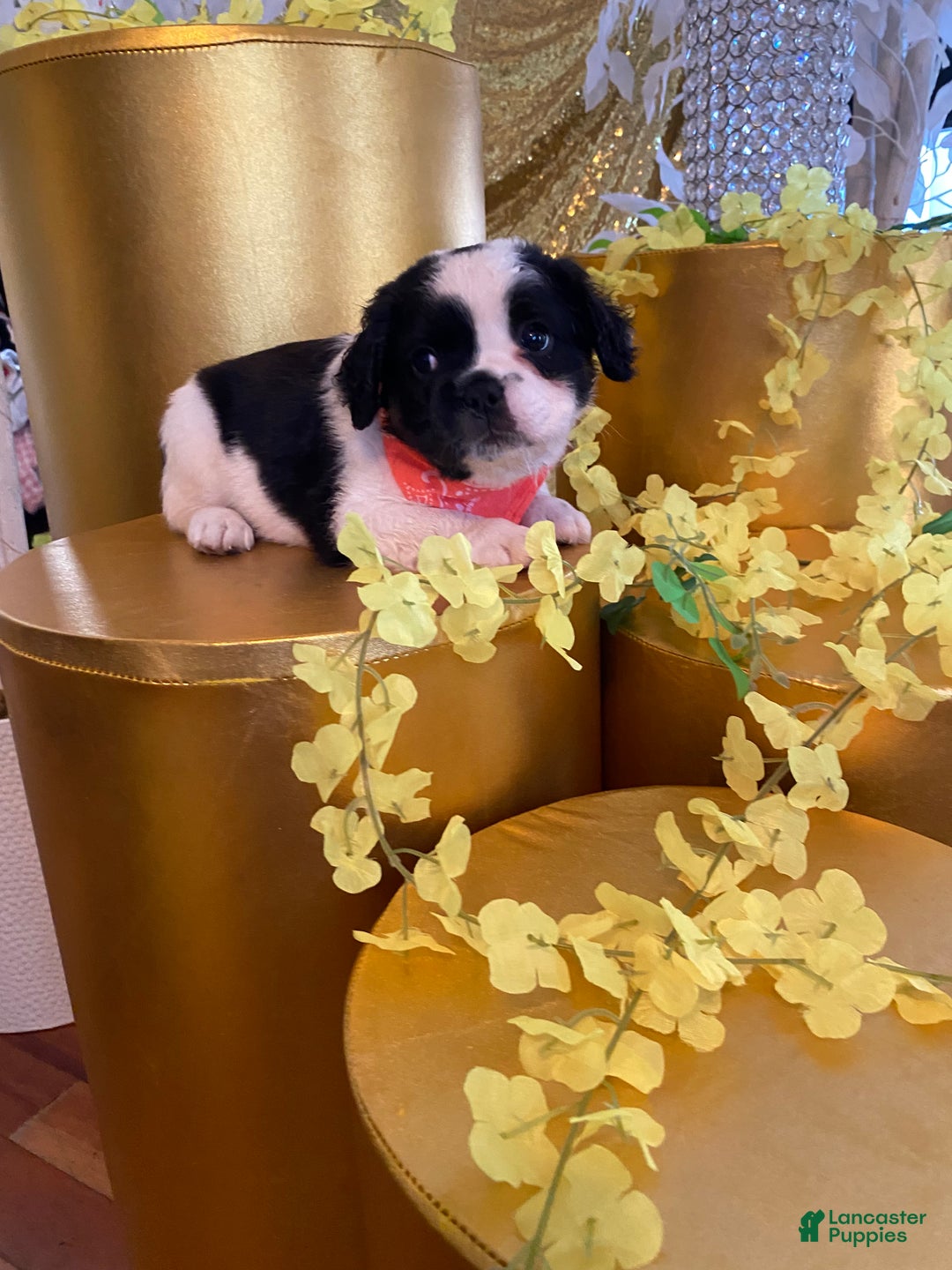 French Bulldog dogs for sale: Bugatti - Ad 3