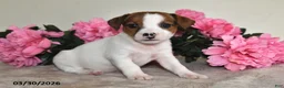 Jack Russell Terrier dogs for sale: Dixie - Ad 5