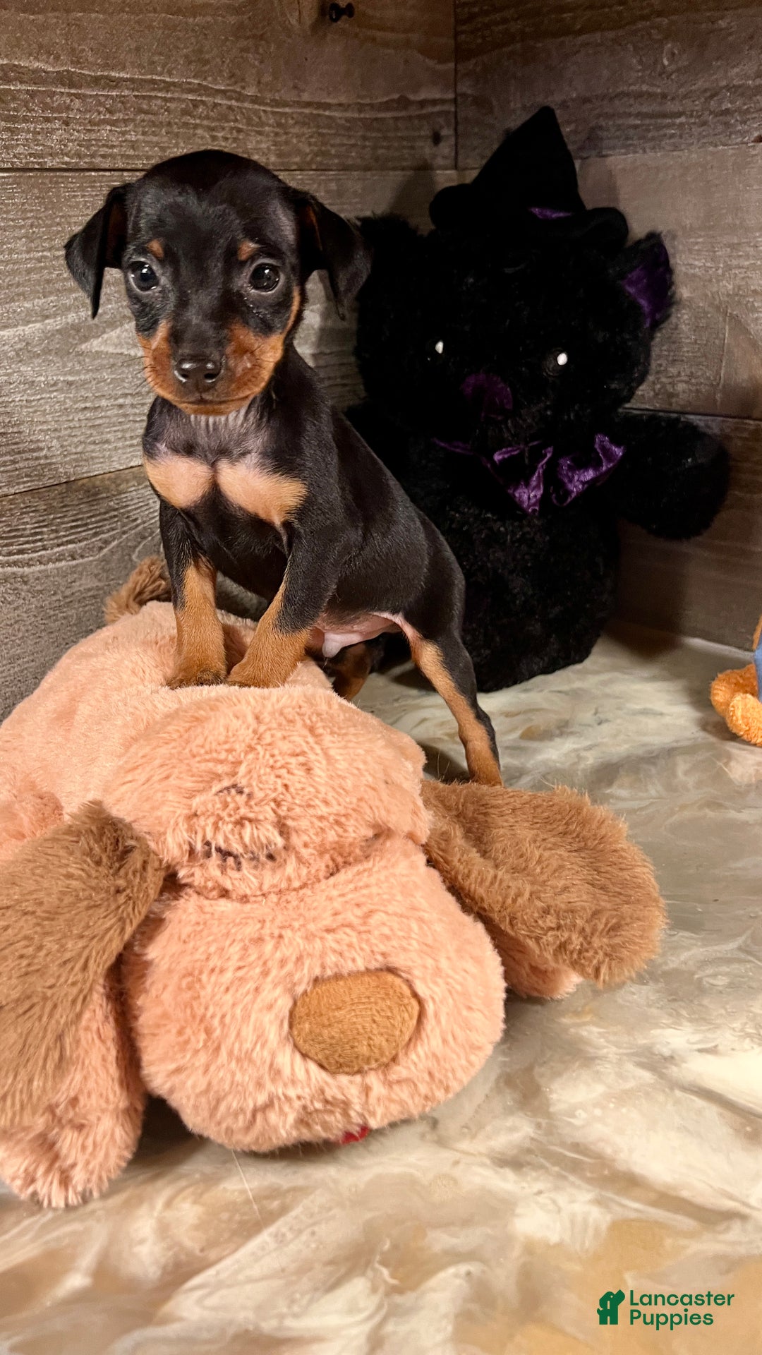 Miniature Pinscher dogs for sale: Winston - Ad 5
