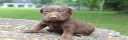 Labrador Retriever dogs for sale: Ace - Ad 4