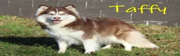Pomsky dogs for sale: Indy - Ad 5