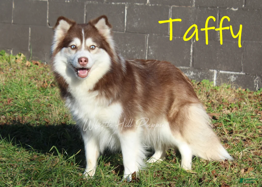 Pomsky dogs for sale: Indy - Ad 5