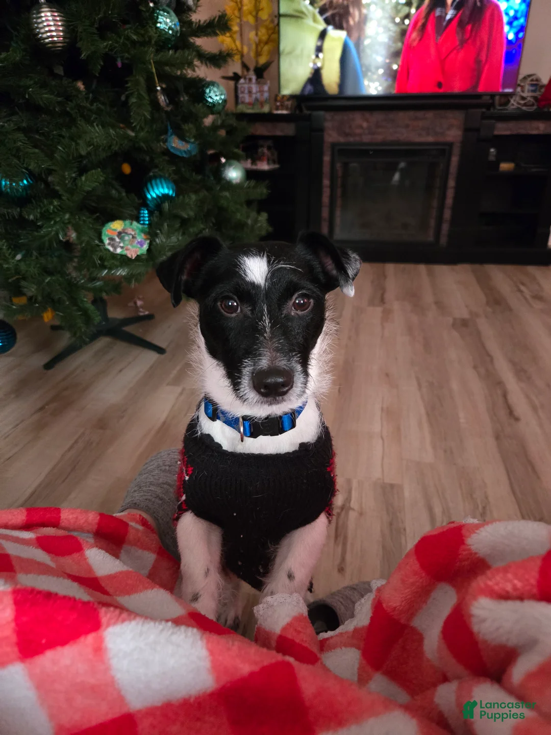 Jack Russell Terrier dogs for sale: Jack Russell Terrier  - Ad 3