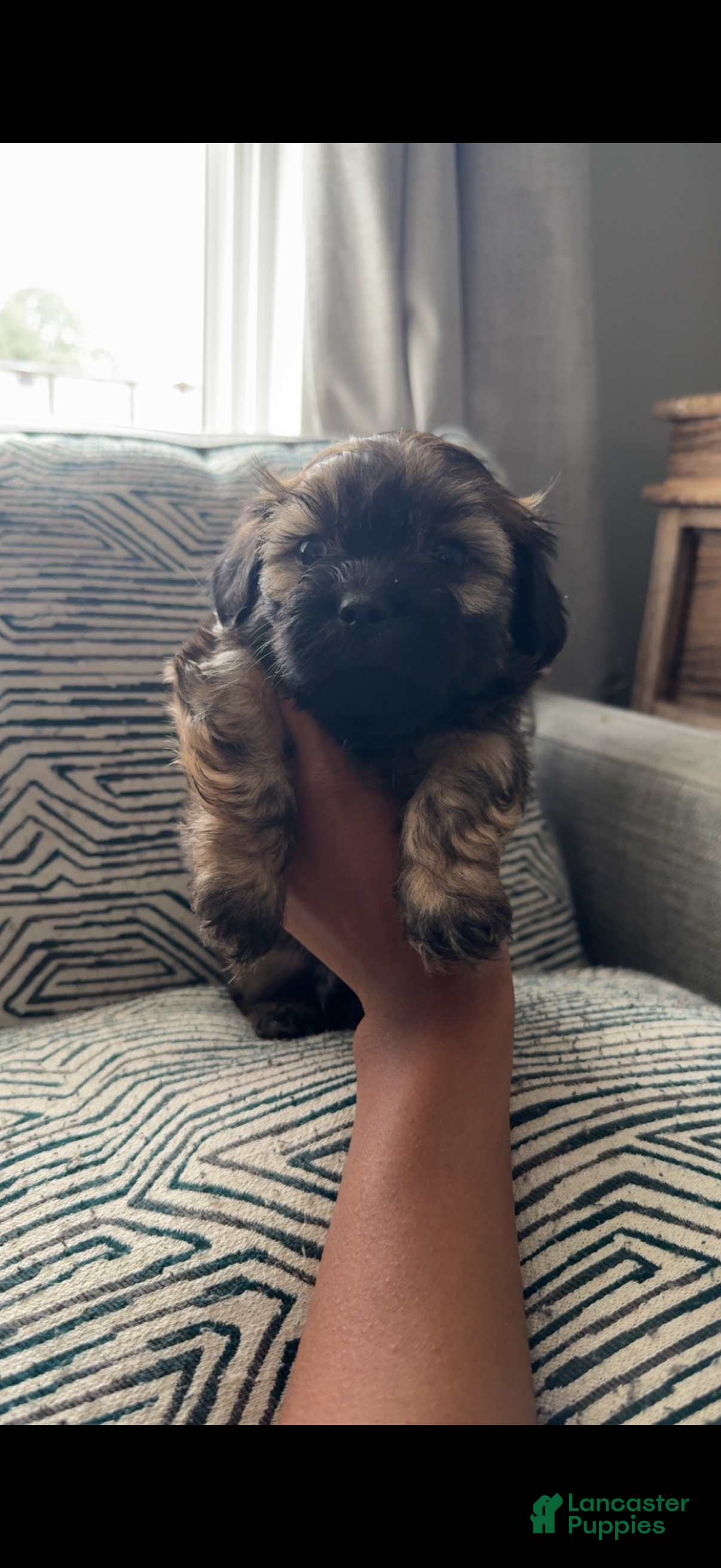 Teddy Bear dogs Wesley - Ad 38