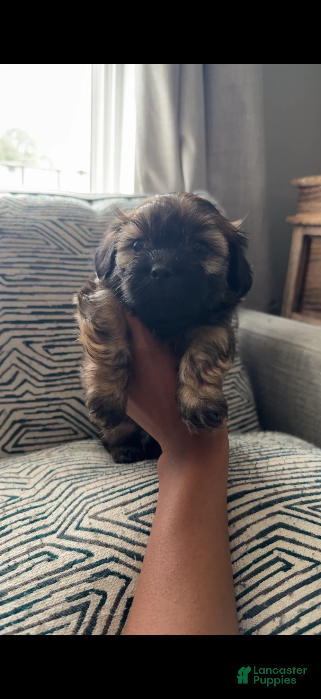 Teddy Bear dogs for sale: Wesley - Ad 1