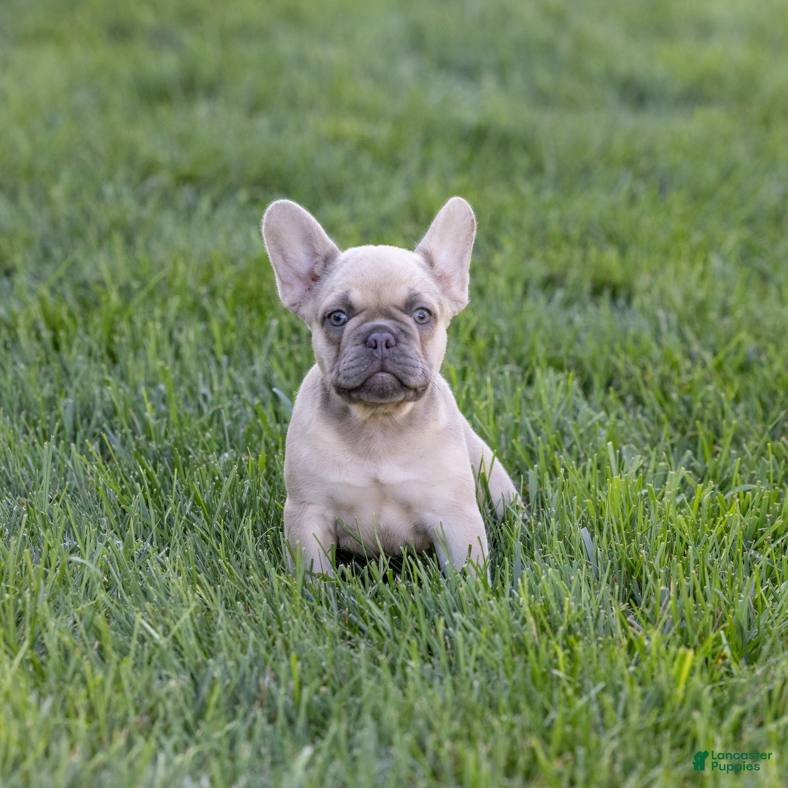 French Bulldog dogs MJ - Ad 2