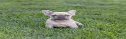 French Bulldog dogs for sale: MJ - Ad 3