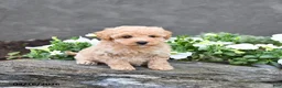 Cavapoo dogs for sale: Tarra  - Ad 2