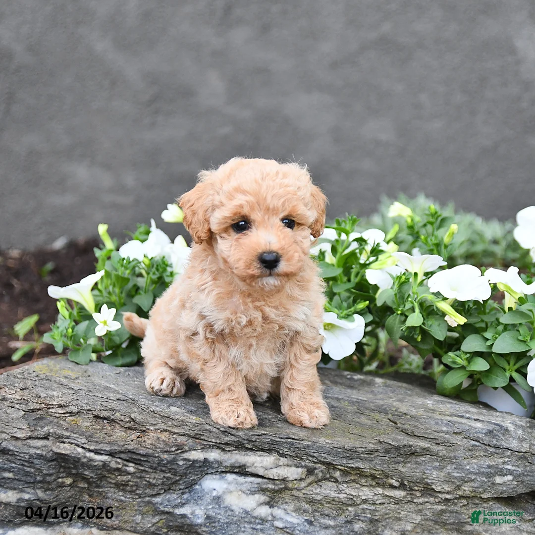 Cavapoo dogs for sale: Tarra  - Ad 2