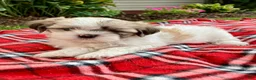 Shih Tzu dogs for sale: Skye - Ad 4